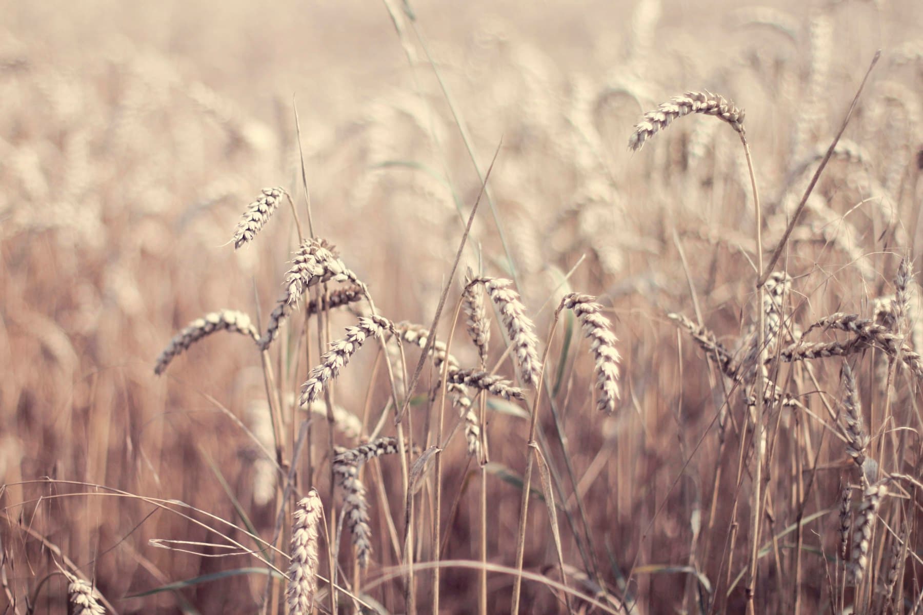 Wheat heads in a softly lit field